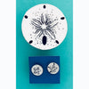 Sanddollar Tiny Box w/stud earrings