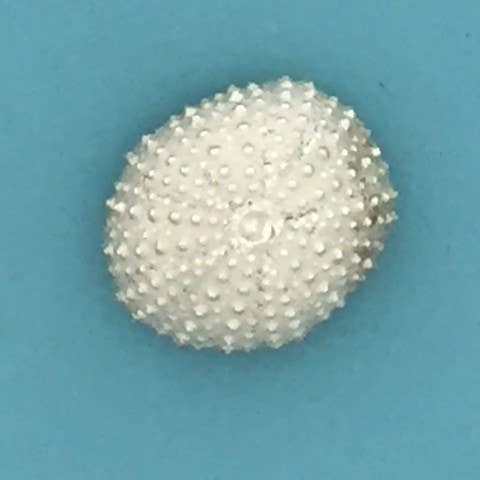 Sea Urchin Shell