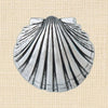 Shell Large Box