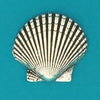 Scallop Shell