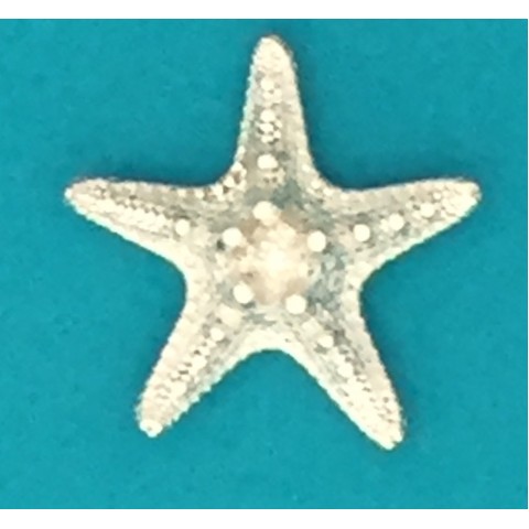 Bumpy Starfish