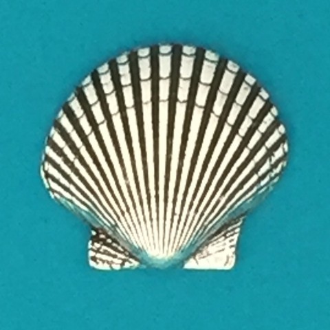 Scallop Shell 