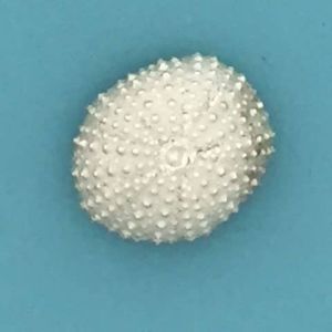Sea Urchin Shell