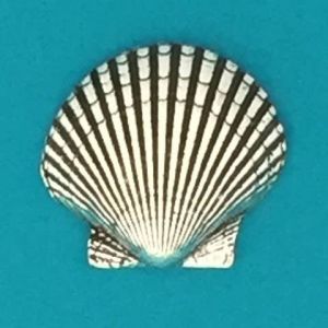 Scallop Shell